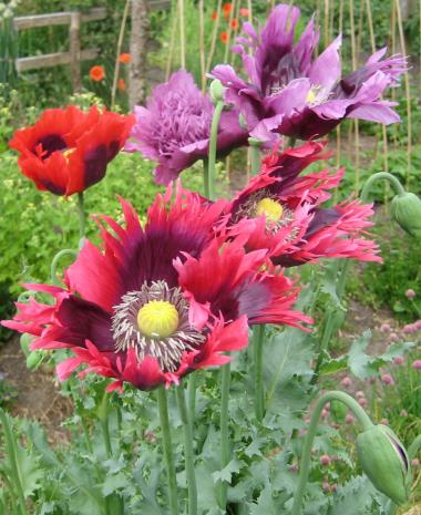 Billede af blomst